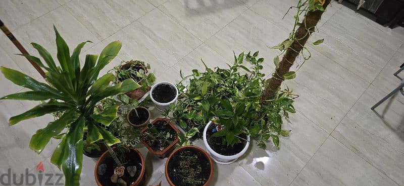 Nice Indoor Plants as in pictures 5