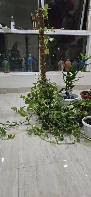 Nice Indoor Plants as in pictures 6