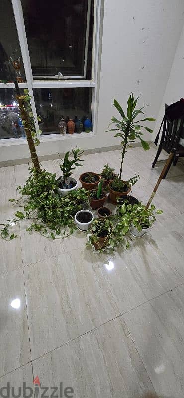 Nice Indoor Plants as in pictures 7