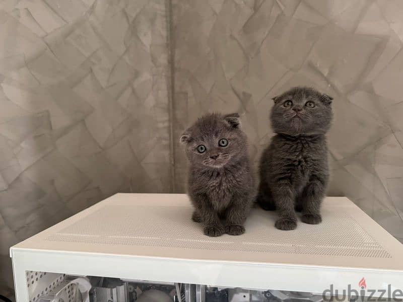 Kittens for sale 2