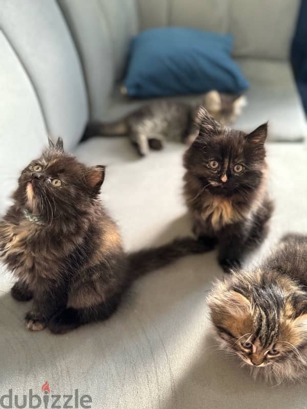 cats for sale قطط للبيع 6