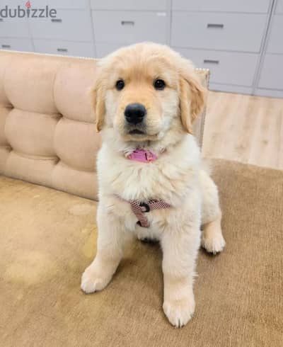 Golden Retriever Puppy for sale