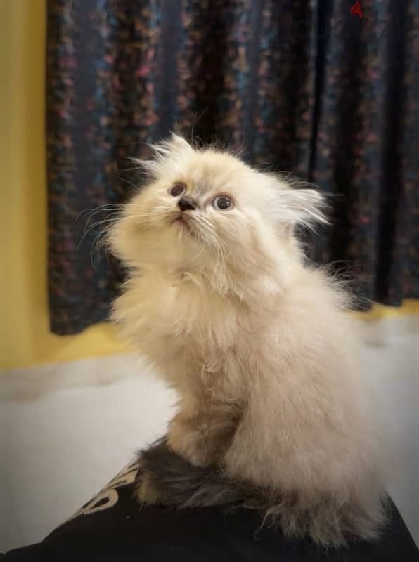 Himalayan Kitten 2 month old 0