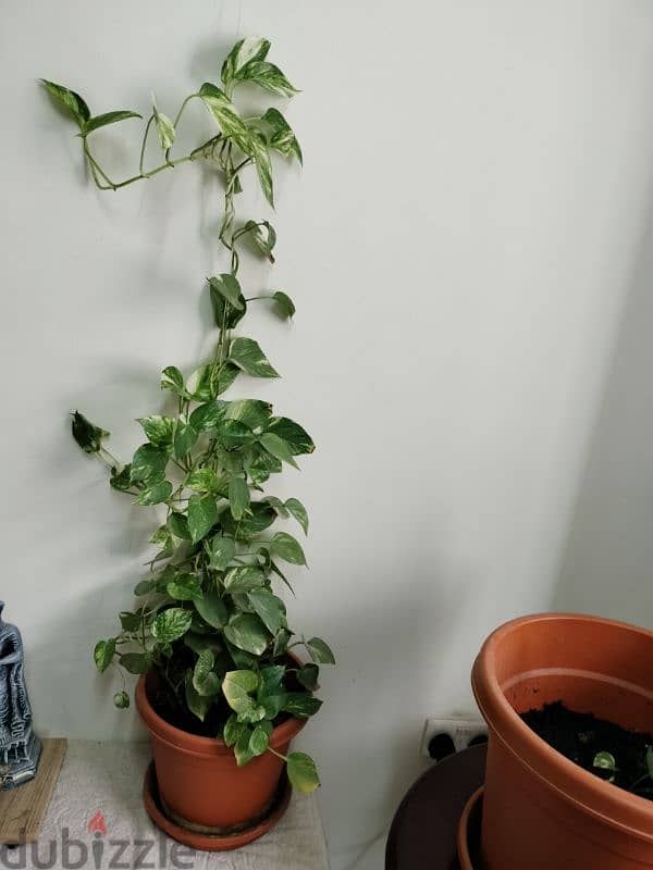 Money Plant 0