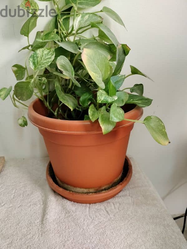 Money Plant 1