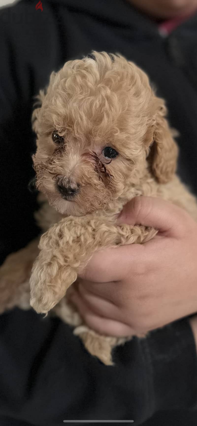 Toy poodle 0