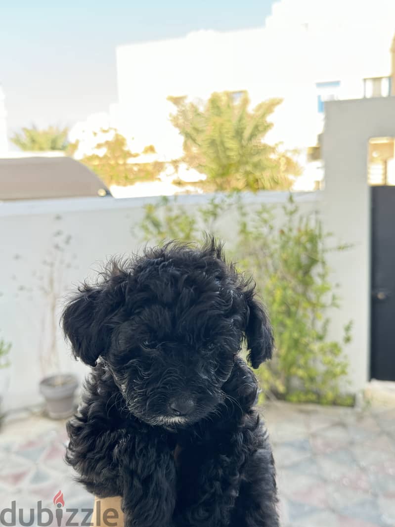 Toy poodle 3