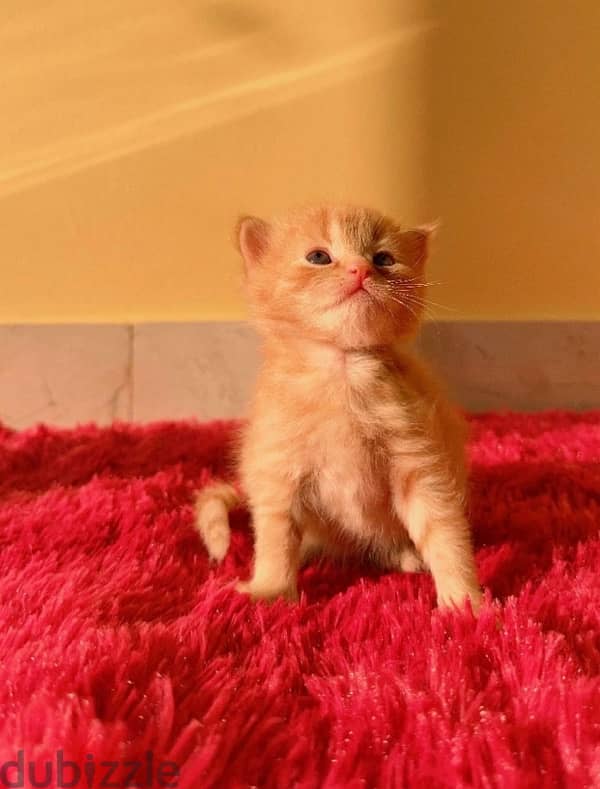 Persian Ginger 1.5 month old 0