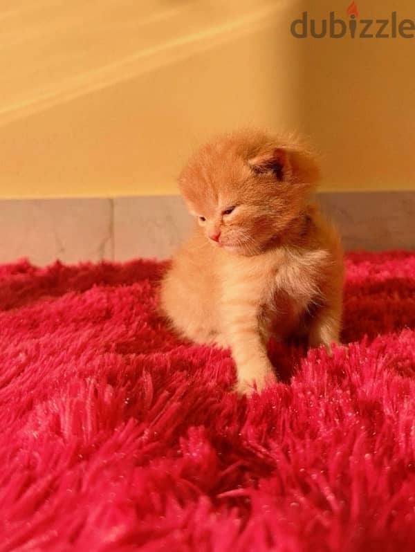 Persian Ginger 1.5 month old 1