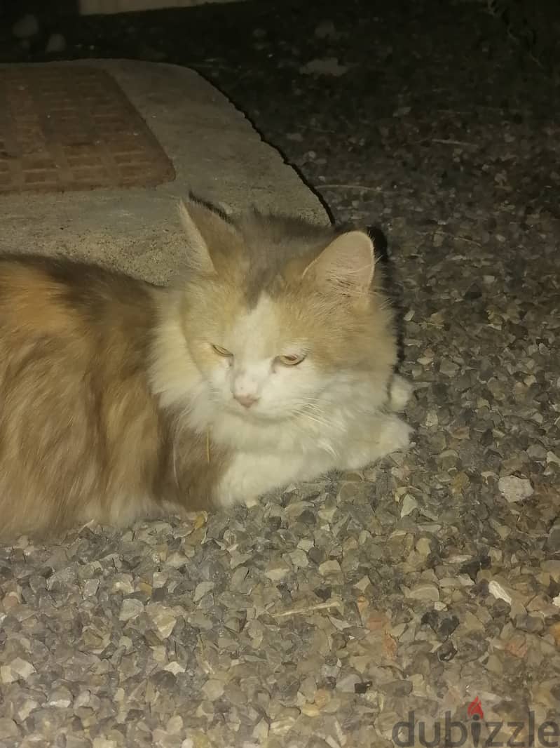 Cat shiraze female age 10 months for sell 5