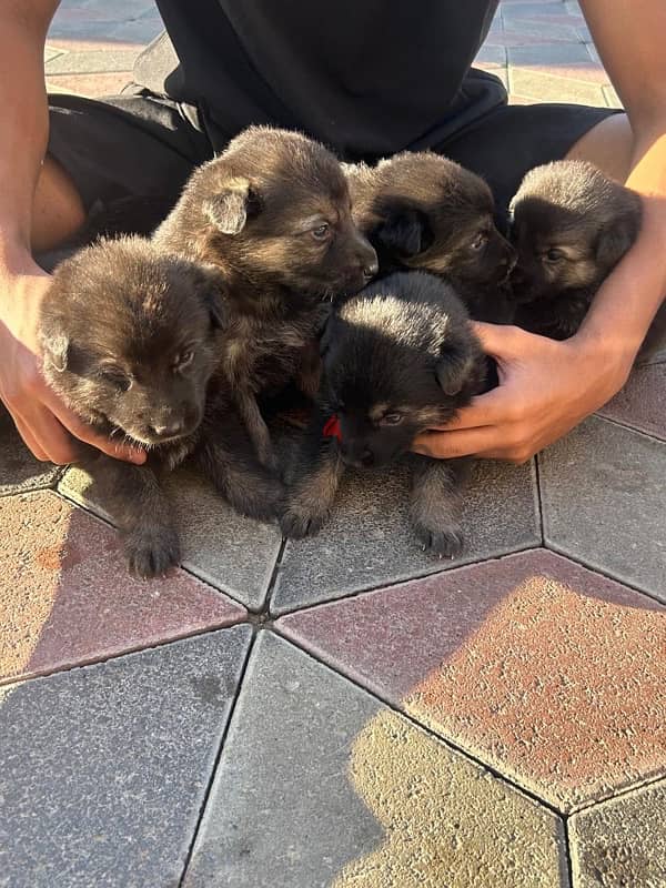 German Shepherd puppies available 0