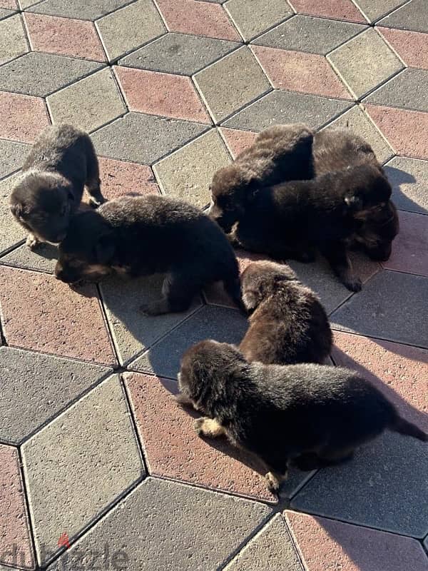 German Shepherd puppies available 1