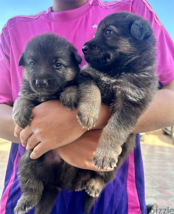 German Shepherd puppies available 2