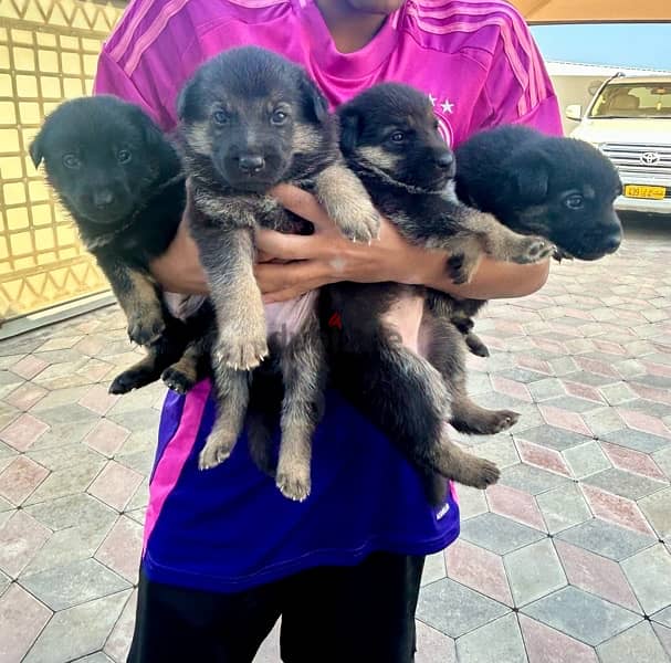 German Shepherd puppies available 3