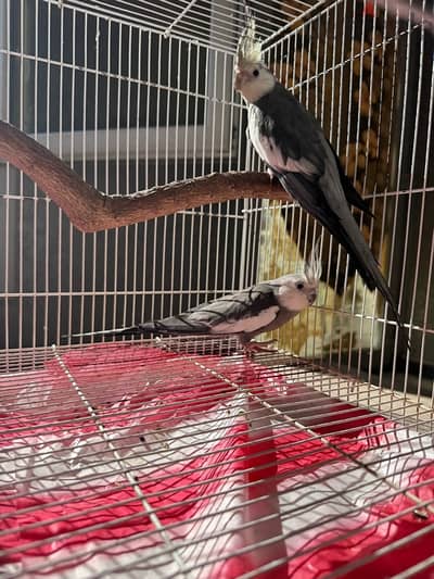 cockteil Males for Sale