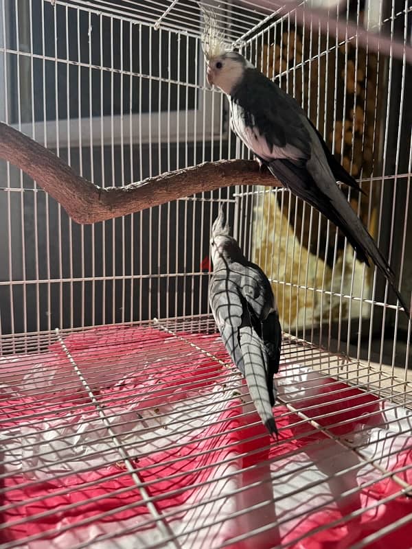 cockteil Males for Sale 1