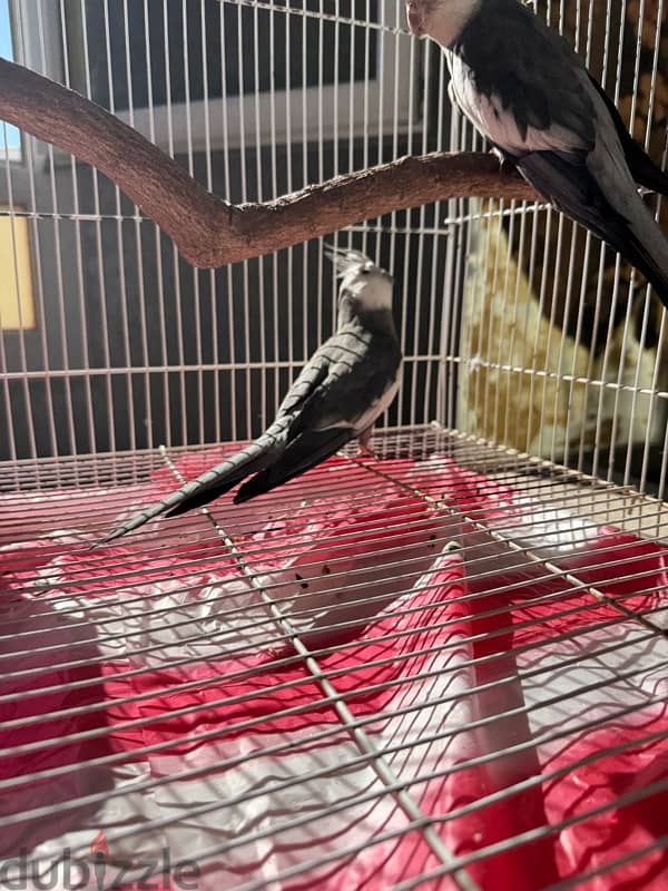 cockteil Males for Sale 2