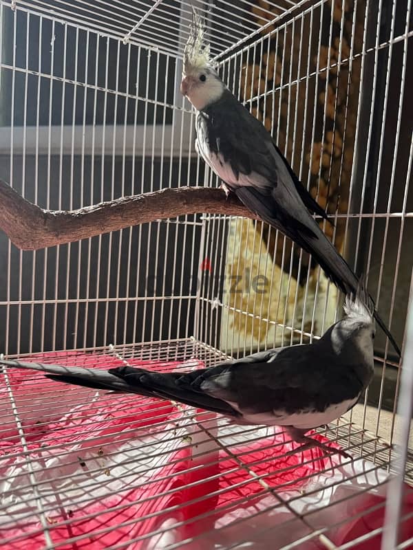 cockteil Males for Sale 3