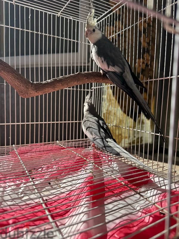 cockteil Males for Sale 4