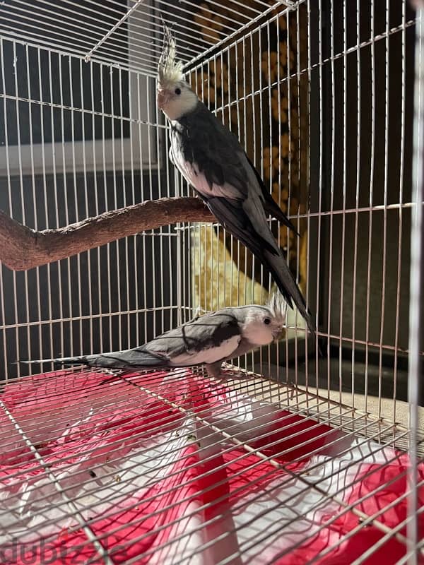 cockteil Males for Sale 5