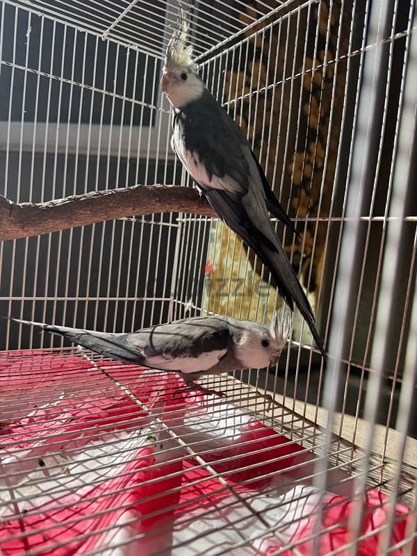 cockteil Males for Sale 6