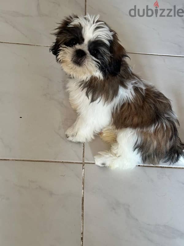 Shitzu 3 months old available for sale 0