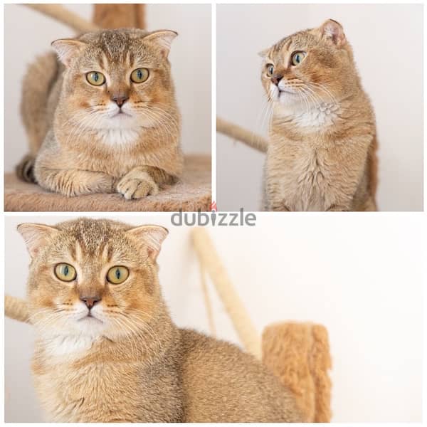 Pure cats for sell قطط نادرة للبيع 4