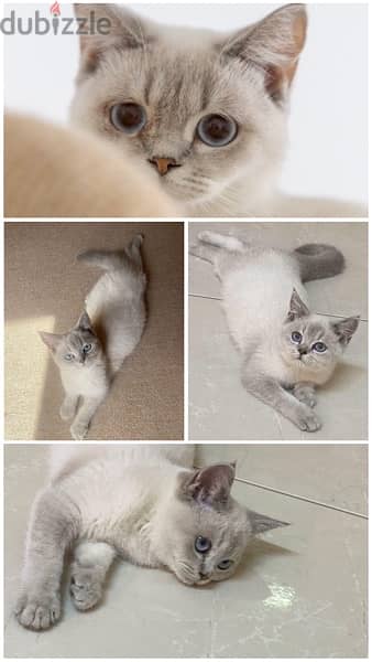 Pure cats for sell قطط نادرة للبيع 6