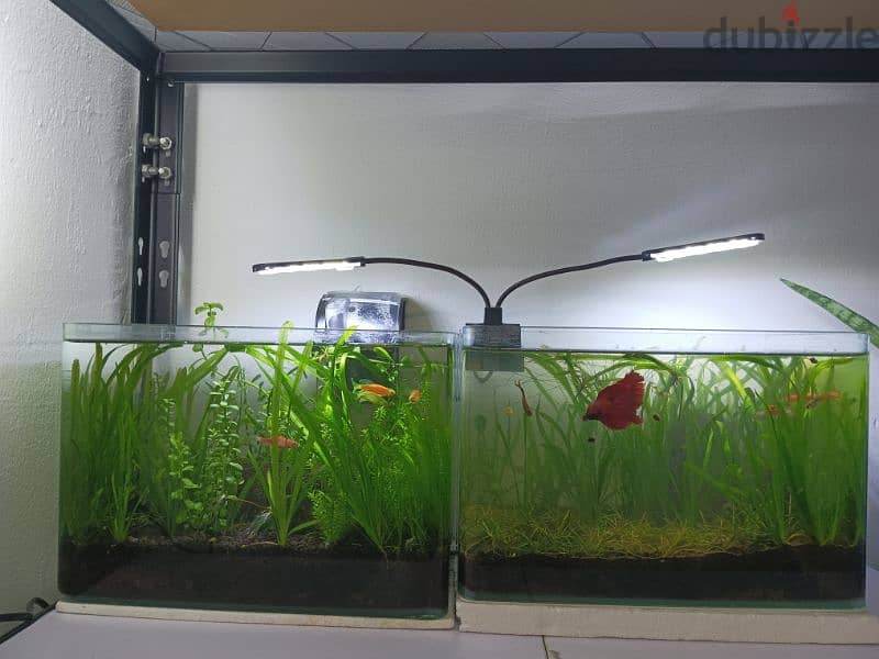 Nano planted aquarium with shrimp 0