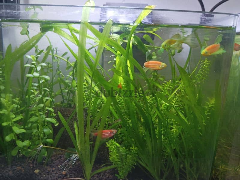 Nano planted aquarium with shrimp 1