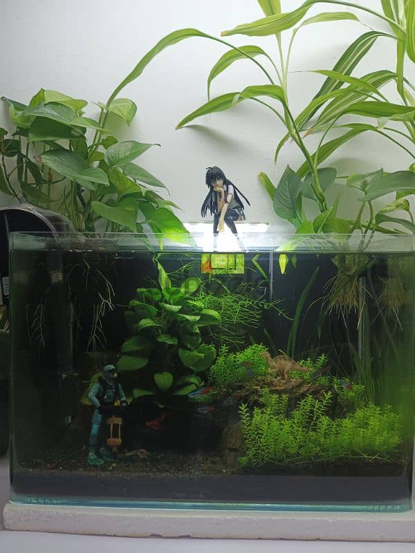 Planted aquarium shrimp and neon tetras fish 4