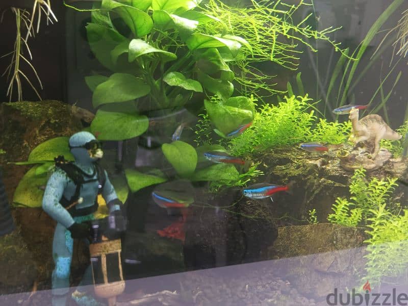 Planted aquarium shrimp and neon tetras fish 5