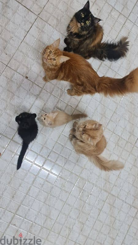 Main Coon kittens 2