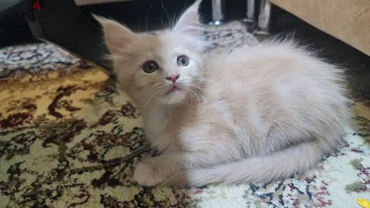 MainCoon kittens