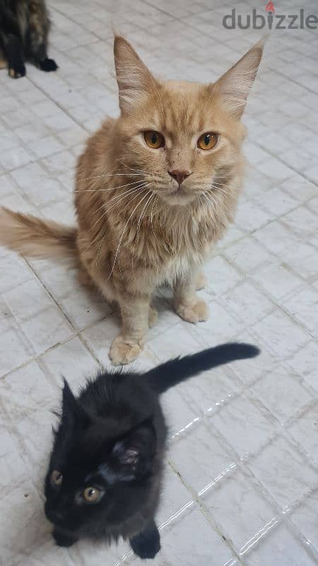 Main Coon kittens 5