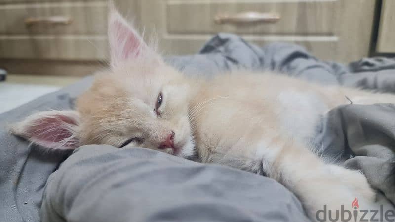 Main Coon kittens 9