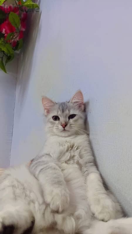 male Cat الشراري 1