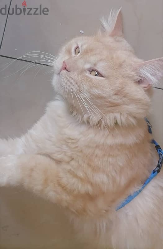 Healthy male ginger cat ( litter trauned ) for adoption 1