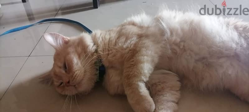 Healthy male ginger cat ( litter trauned ) for adoption 2