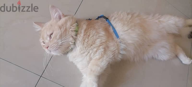 Healthy male ginger cat ( litter trauned ) for adoption 3