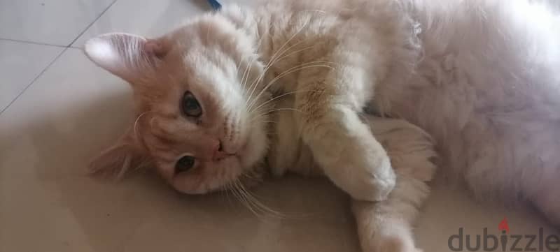 Healthy male ginger cat ( litter trauned ) for adoption 4