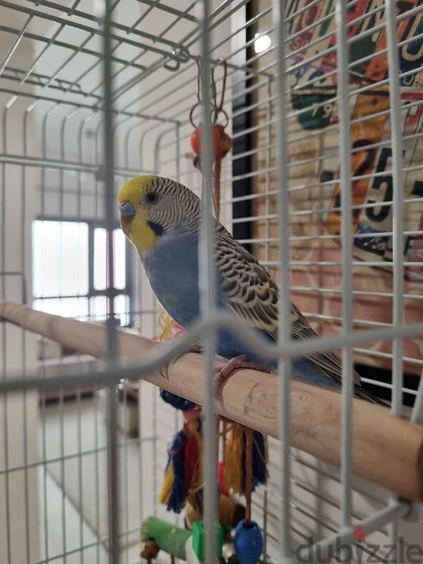 bird budgie 0