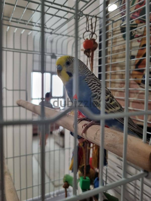 bird budgie 1