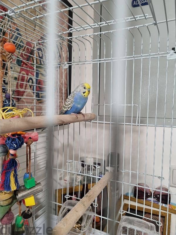 bird budgie 2