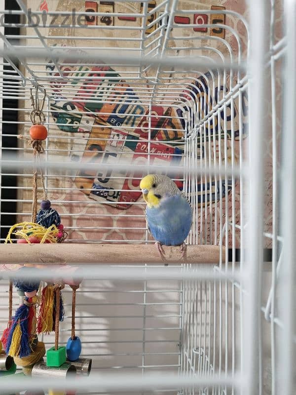 bird budgie 3