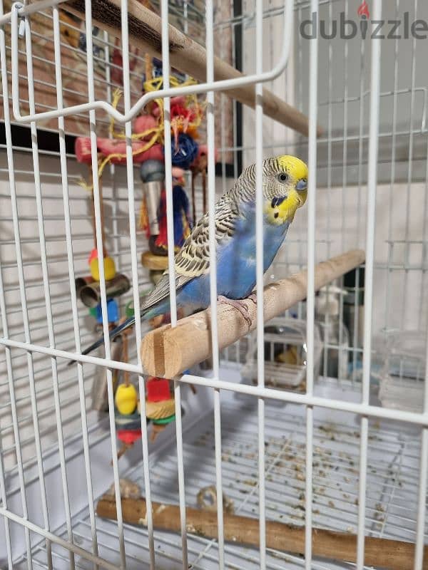 bird budgie 4