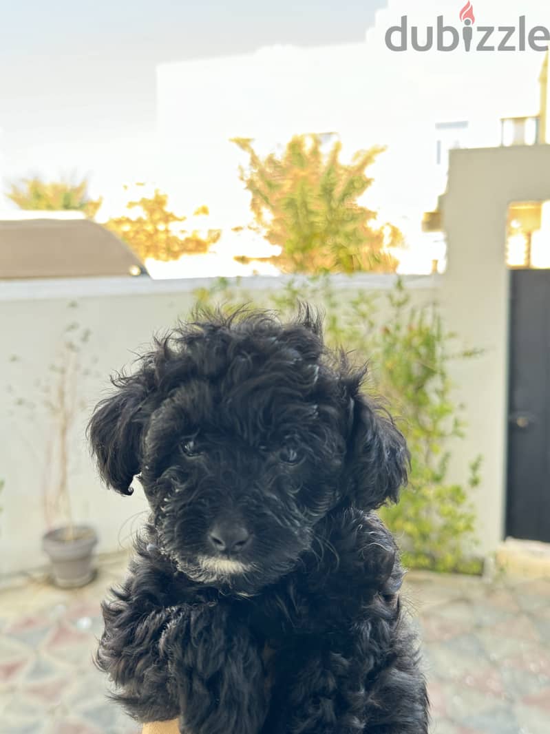 Toy Poodle 2