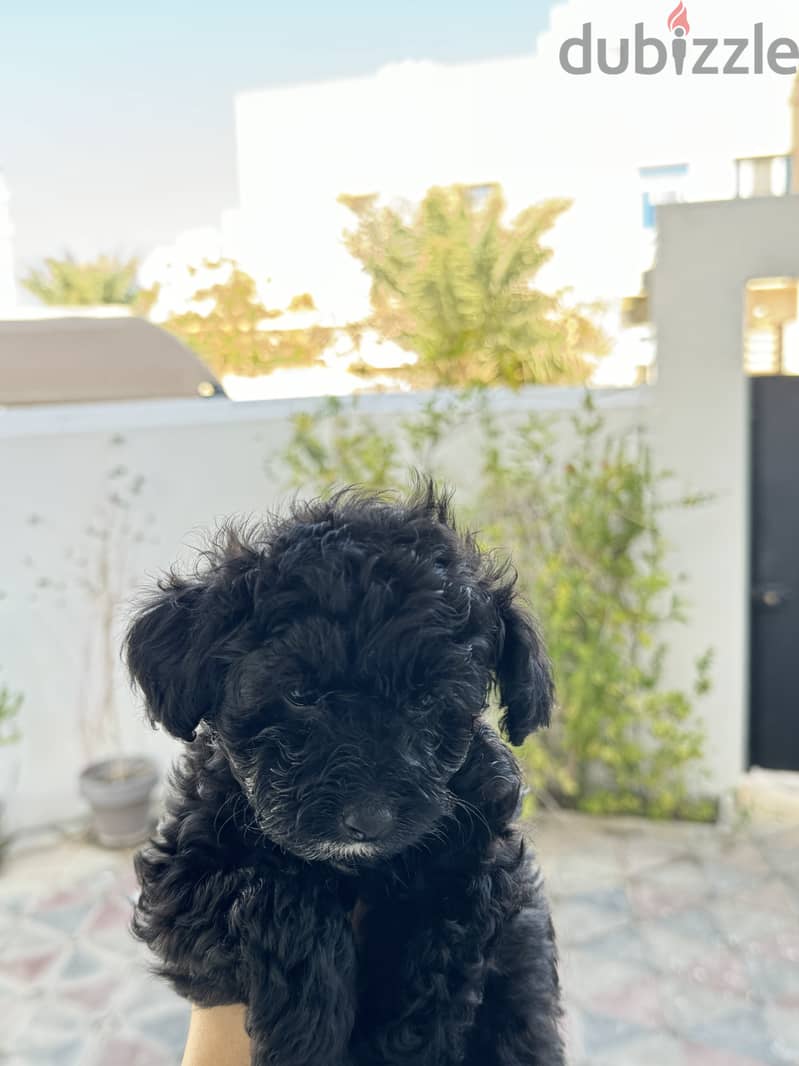 Toy Poodle 4