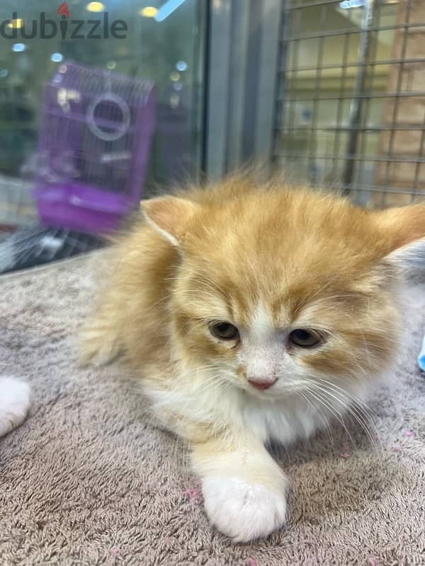 Turkish angora 2