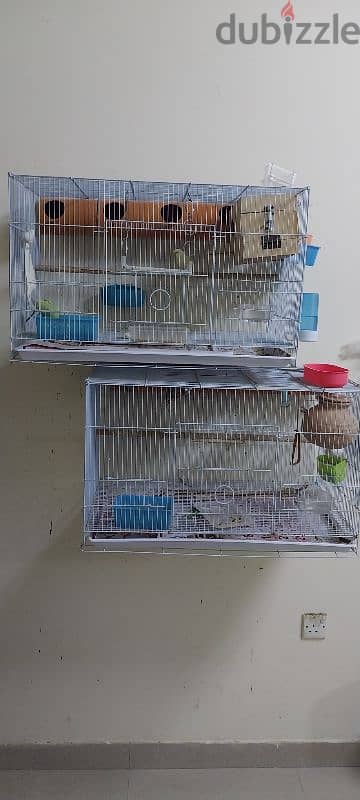 2 budgie and 2 finches